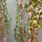 Dichter Efeu bewächst eine Garagenwand in Bad Bramstedt, zeigt die Notwendigkeit einer professionellen Efeu-Entfernung.