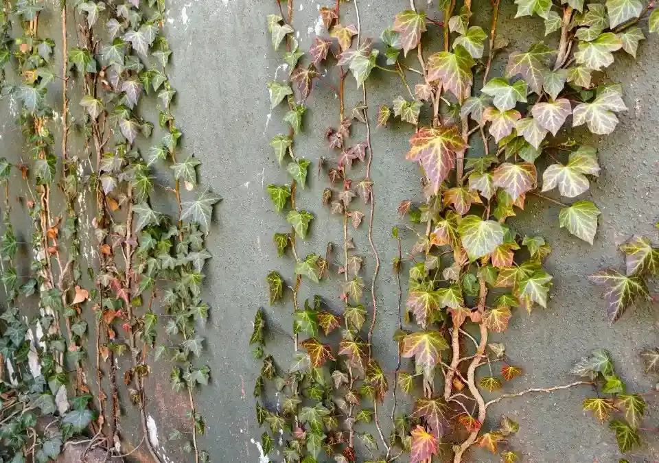 Dichter Efeu bewächst eine Garagenwand in Bad Bramstedt, zeigt die Notwendigkeit einer professionellen Efeu-Entfernung.