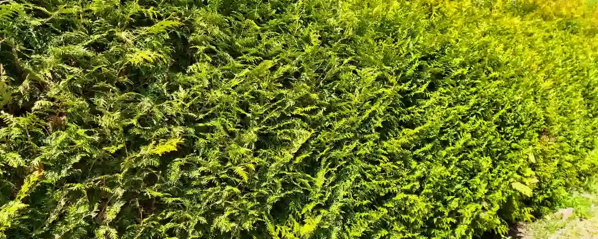 Laufende Heckenschnitt-Arbeiten an einer Thuja-Hecke in Bad Bramstedt