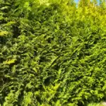 Laufende Heckenschnitt-Arbeiten an einer Thuja-Hecke in Bad Bramstedt
