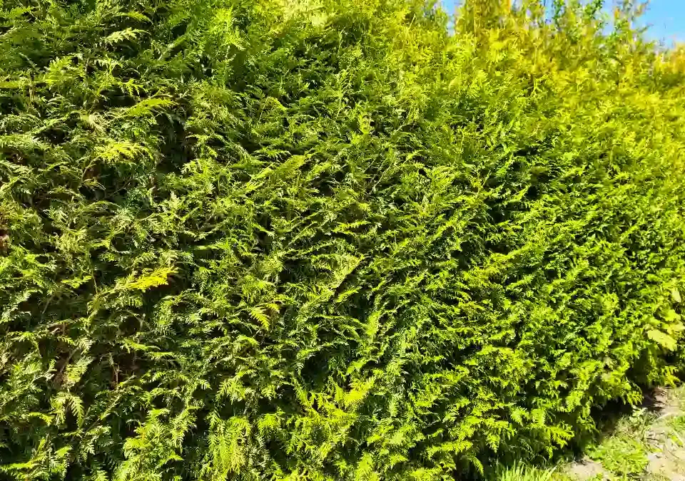Laufende Heckenschnitt-Arbeiten an einer Thuja-Hecke in Bad Bramstedt